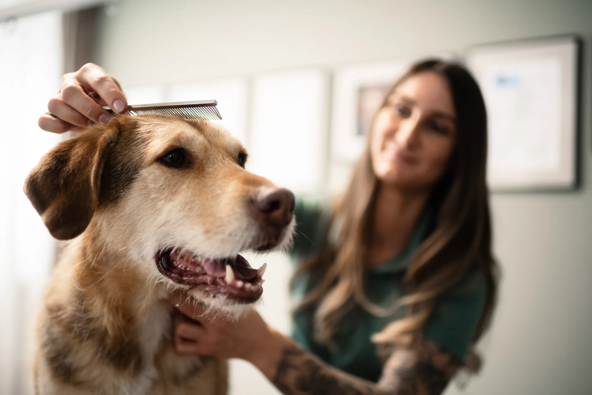 dieFELLfee - Premium Hundesalon in Salzburg