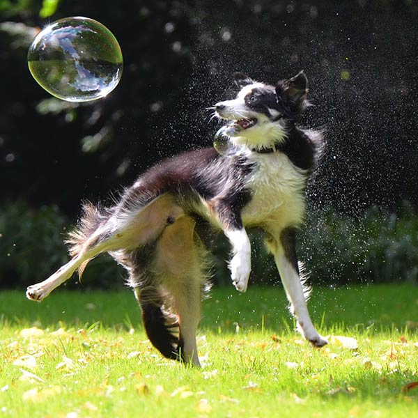 border-collie-seifenblasen